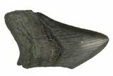 Partial Fossil Megalodon Tooth - South Carolina #125257-1